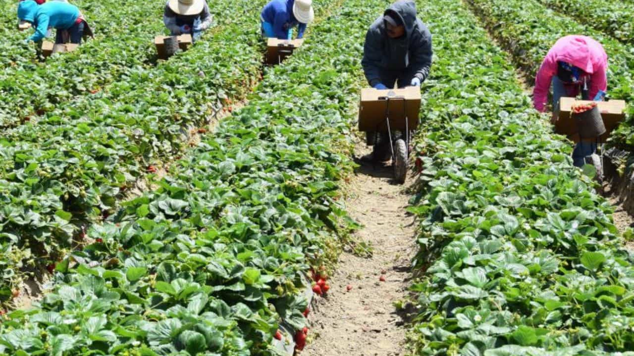 Trabajar en el Sector de Fincas: Guía Completa para Postulantes