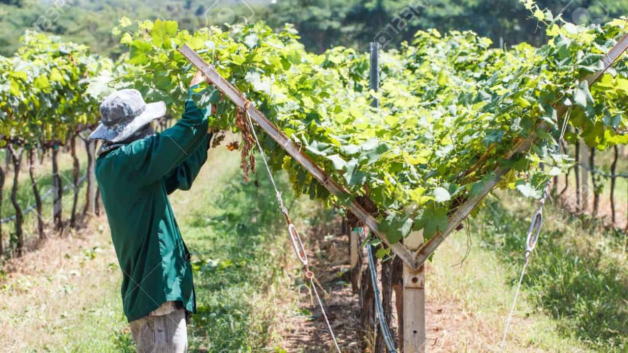 Requisitos para Trabajar en un Viñedo en Mendoza